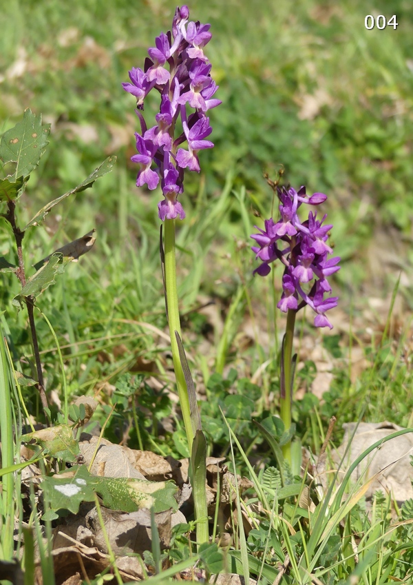 Dactylorhiza romana in una splendida variabilit - provincia di Caserta marzo 2019